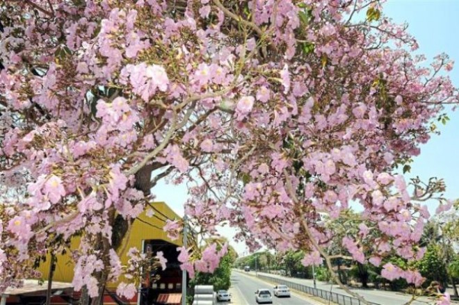 Tecoma trees (tabebuia rosea) in Alor Setar.