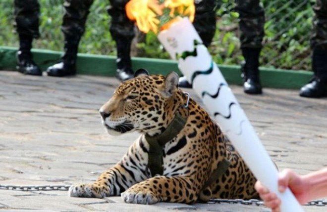 Juma the jaguar from Manaus.