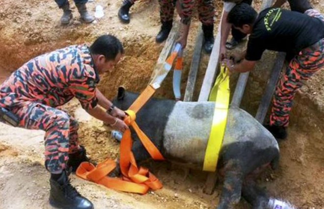 A Malayan tapir wandered into a village and was rescued by firemen.