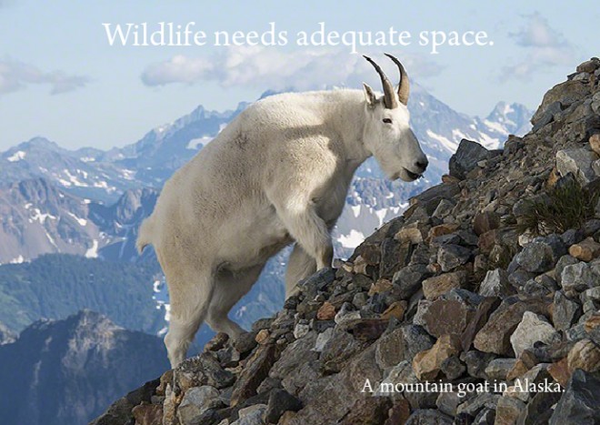 Mountain goat in Alaska.